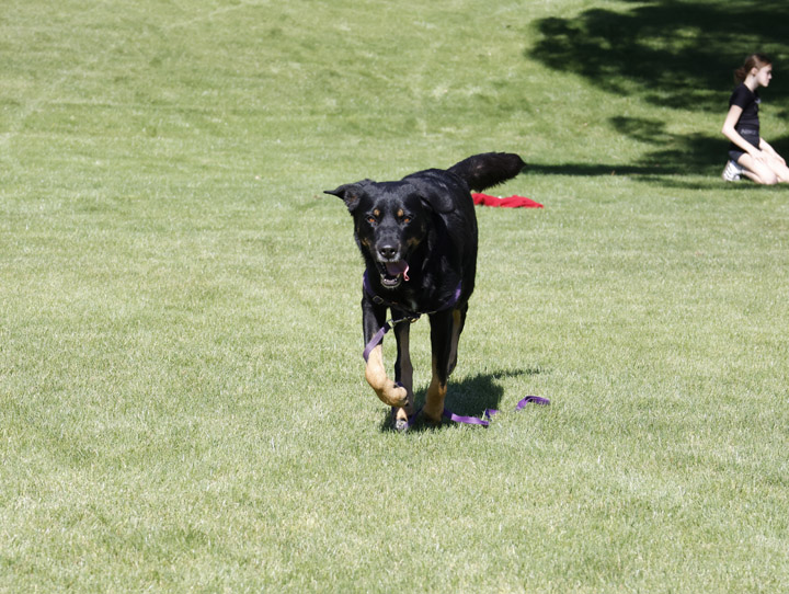 chinook dog